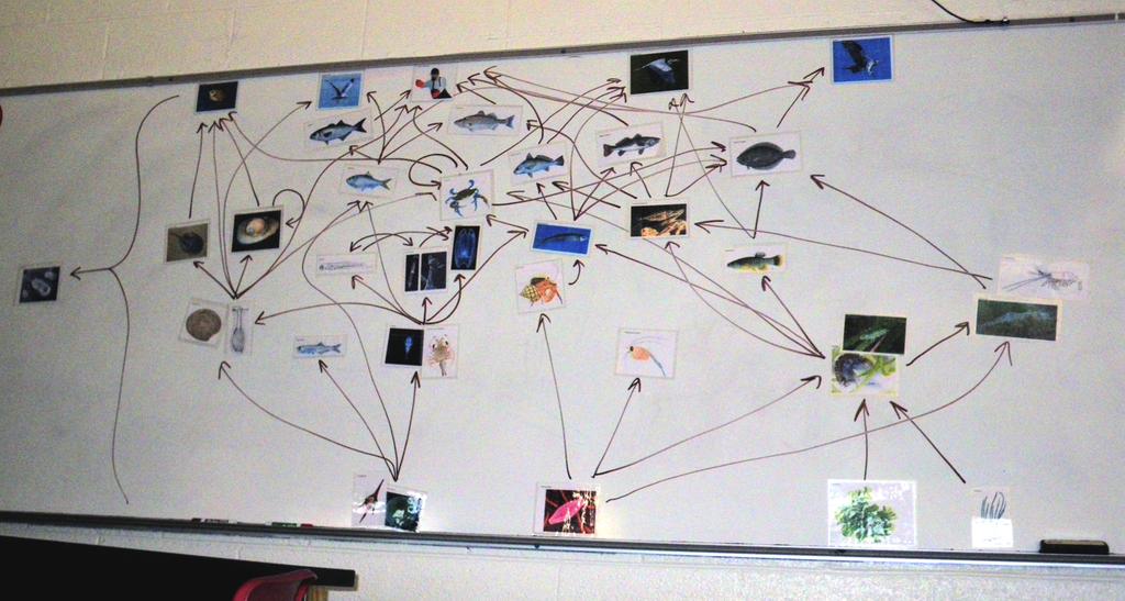 each student team should create a food chain or food web using all the organisms in their group.