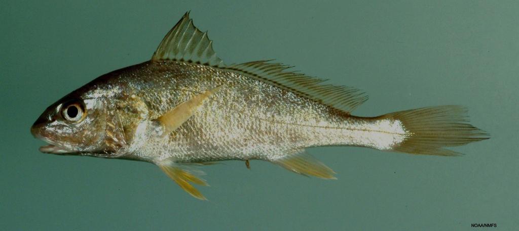 5 Atlantic Croaker National Oceanic and Atmospheric Administration, Public Domain 5 Georges Jansoone, CC BY 3.