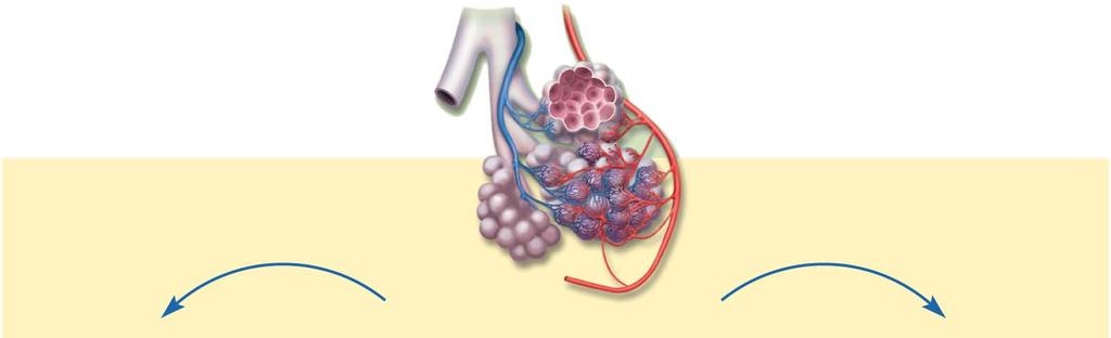 Ventilation Adjustments Reduced PCO 2 in alveoli Decreased blood flow Increased blood