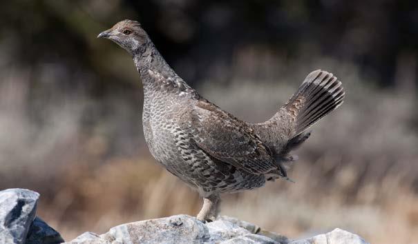 FOREST GROUSE Season Structure and Limits Forest grouse seasons for dusky, sooty, and ruffed grouse extended from September 1 through December 31, 2015.