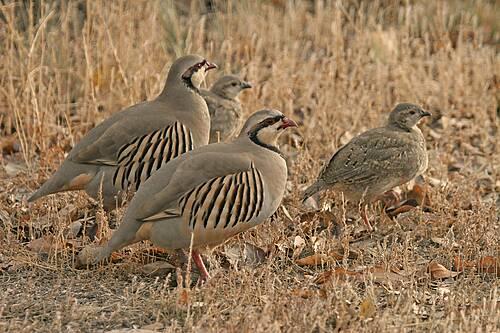 Limits applied to a single species or in the aggregate with Gray (Hungarian) Partridge.