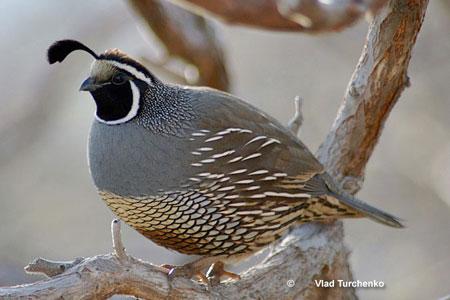 CALIFORNIA QUAIL Season Structure and Limits California quail season extended from October 10, 2015 to February 7, 2016 and encompassed 121 days.