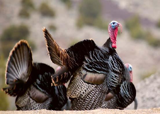 WILD TURKEY Season Structure The 2016 spring turkey season lasted 37 days, extending from March 26 May 1, 2016 for most open units throughout the state.