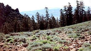 From Little Whitney Meadows, they traveled east to Groundhog Meadow, then headed northeast to Tunnel Meadow.