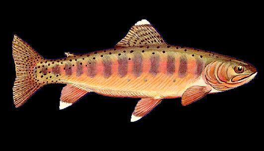 Sierra Native to South Fork Kern River and Golden Trout Creek; not
