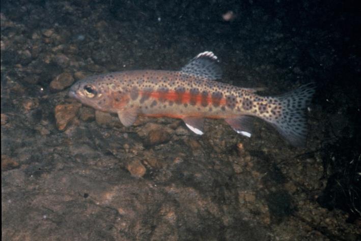California Golden Trout Resilience Strategy Focus on management actions that cool streams and increase resiliency restoration Set aside refuges or reference sites in Wilderness areas