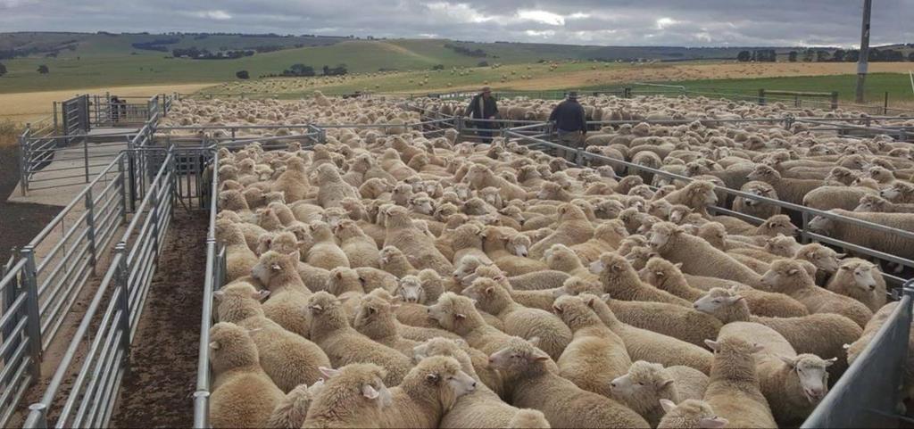 POLL DORSETS (June/July Drop) 2000 Haven Park PD sired lambs, averaged 30.9kg carcass weight 5 months old (2016).