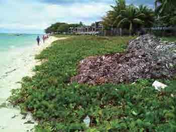 revetment was built in 1970 to 1980. Grass and Garbage at Undeveloped Area between hotels Source: JICA Expert Team 10.5.