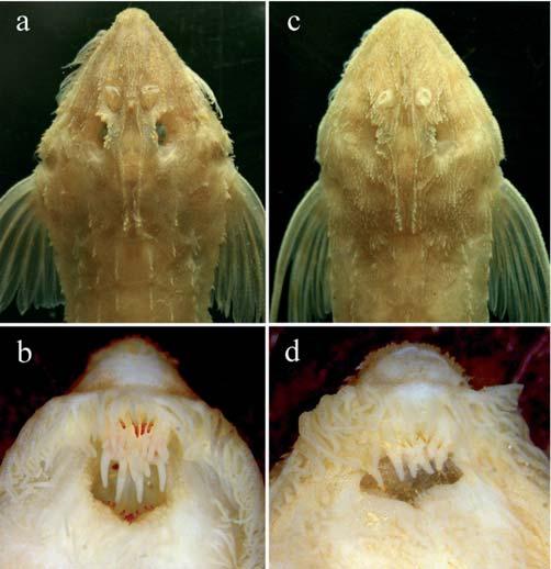 M. R. Thomas & L. H. Rapp Py-Daniel 383 Fig. 3. Odontode ornamentation on the dorsal surface of the head and buccal papillae development in the oral cavity. a-b. L. spinulifera, INPA 28851 (106.