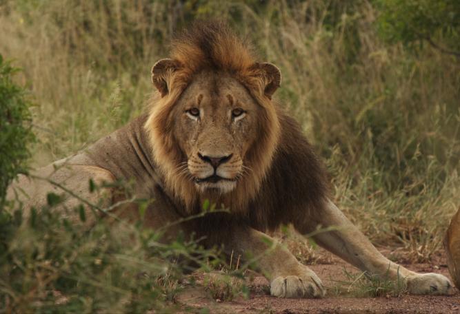 The five Shishangaan males have recently fought their way in and have taken over the territory from the two previous males.