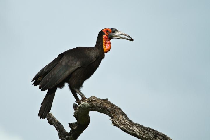 undertaken in those areas to help to slowly increase their numbers. We email this information to Bird Life at: sightings@ground-hornbill.org.