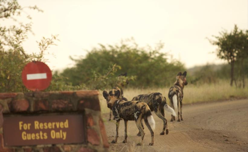 Cape hunting dogs make a long-awaited visit to the concession Article by Nick du Plessis For only the third time in my 18 months here have I been fortunate enough to see wild dogs.
