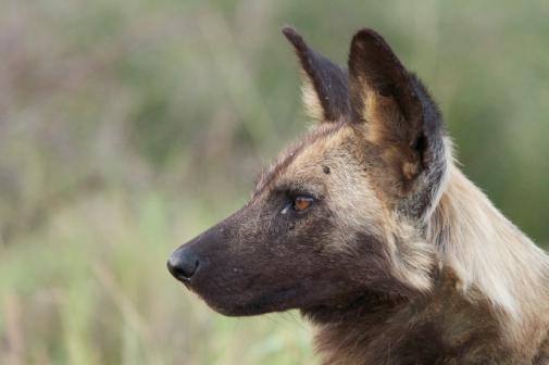 have one of the rarest carnivores in the world, second only to the Ethiopian wolf, choosing our concession as a place to raise their puppies?
