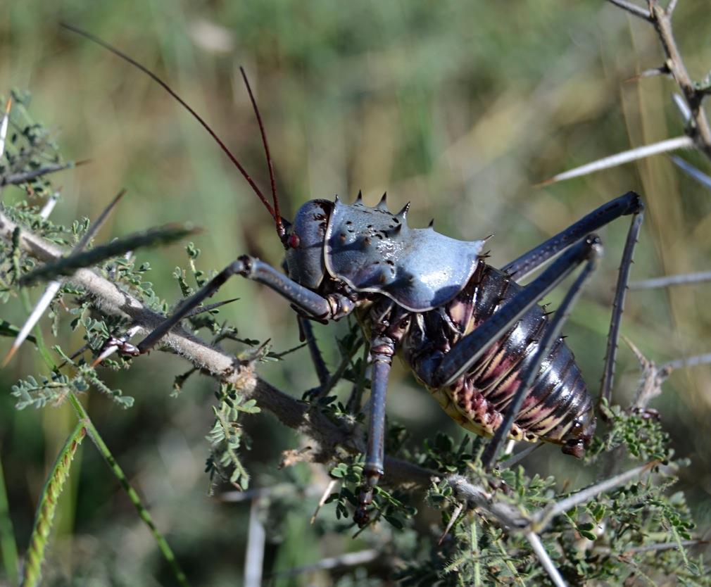 Armoured ground crickets Article by Chris Erasmus Speaking of armour here's another insect species that carries effective armour - just look at that spiked defence shield!