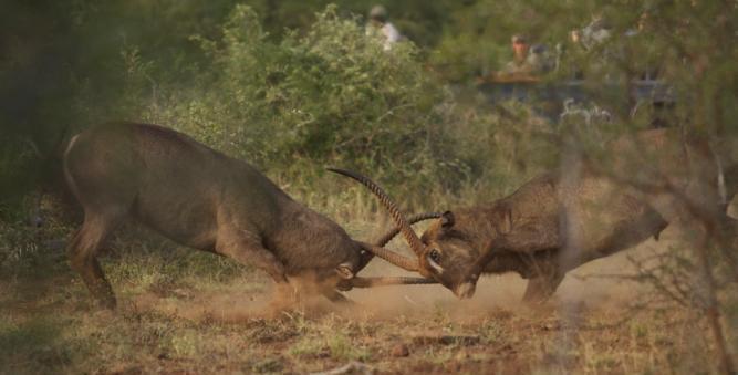 Waterbuck bulls fighting By Chris Belo, Danie Vermeulen, Jani Lourens and Nick du Plessis Photos on site by