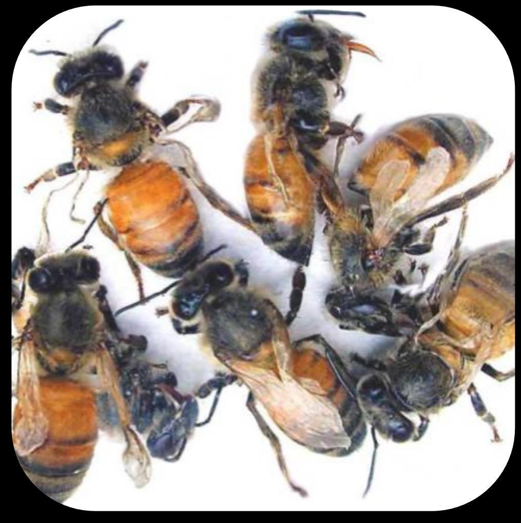 Deformed Wing Virus (DWV) Acute infections caused by Varroa Deformed wings Shortened abdomen Early death (prior to emergence or within 3 day) Covert infections spread through food and