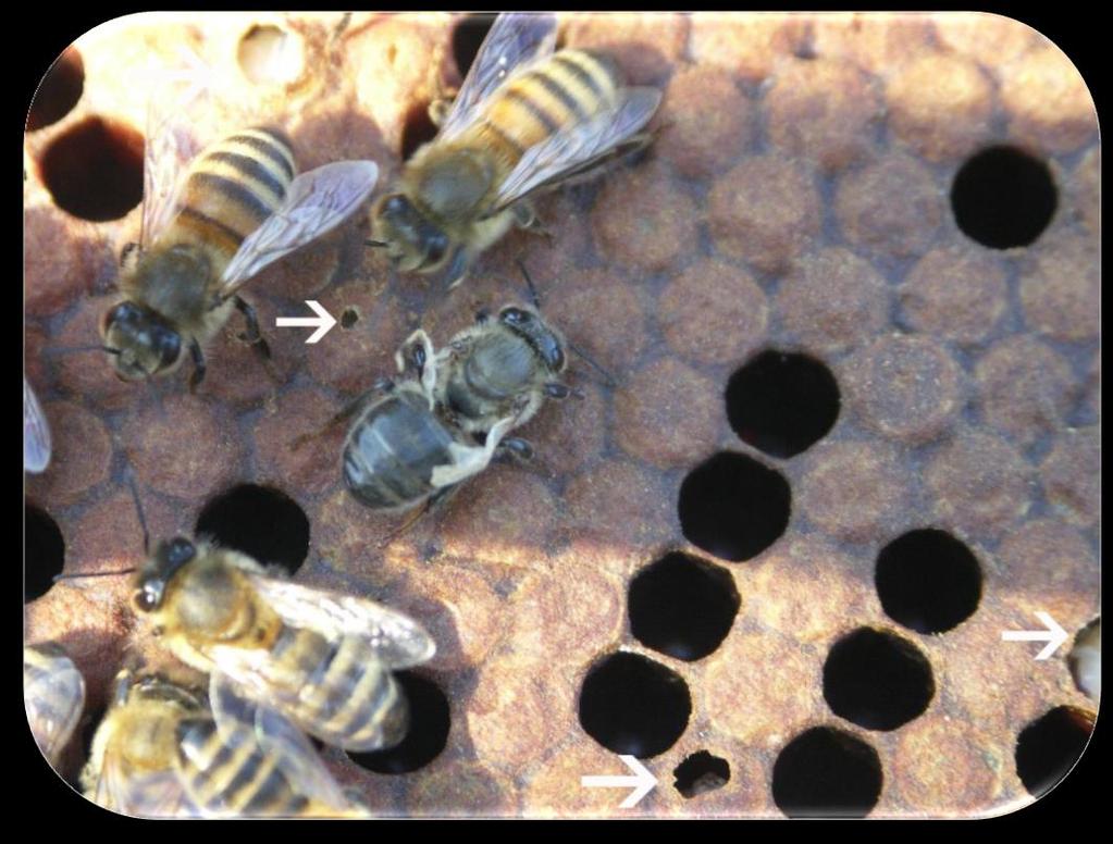 How do I know there s a problem? Check your brood pattern!