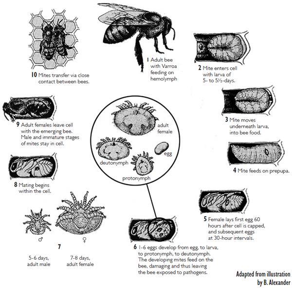 Varroa Life Cycle Phoretic Stage Adult Parasitism 5-11 days, up to 5-6 months Natural Drop < 20% of total Screen Bottom Board Reproductive Stage Brood Parasitism Feed on pre-pupa