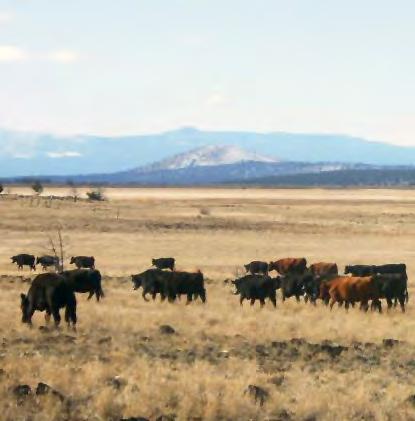 Cattlemen s Association s Public Land Committee history of their ranch, it s clear that they take care of the and president of the local Resource Conservation land.