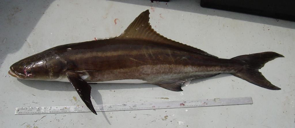 Be prepared for free-swimming species such as cobia, which will show up unexpectedly or follow a bait or catch up from the