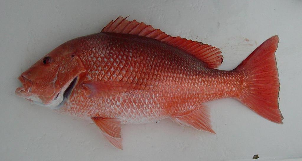 Red Snapper - Prohibited Juvenile