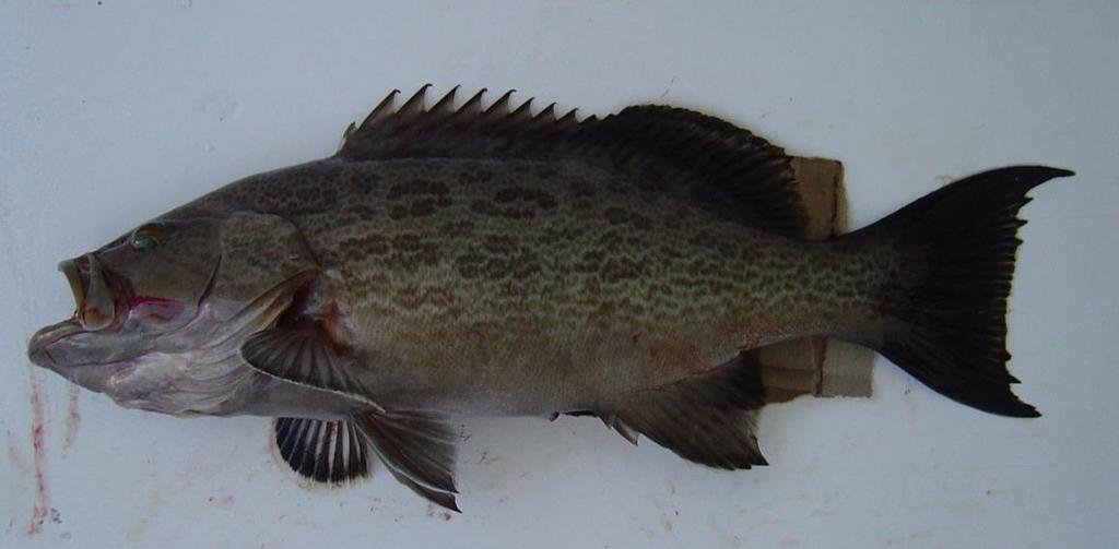 Groupers elongated caudal fin rays Scamp Grouper