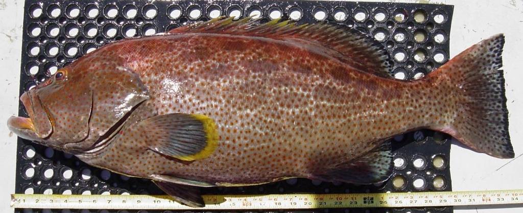 Groupers Red Grouper,