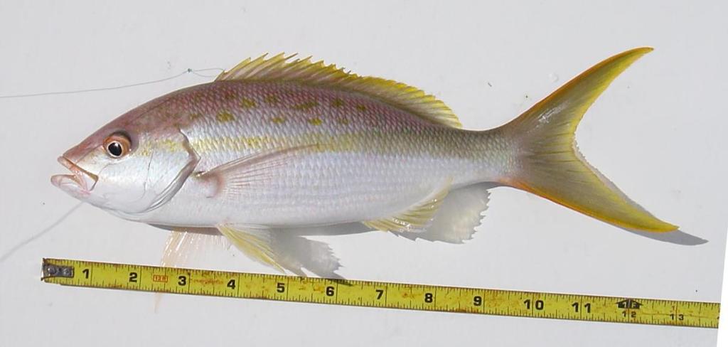 Snappers Yellowtail Snapper