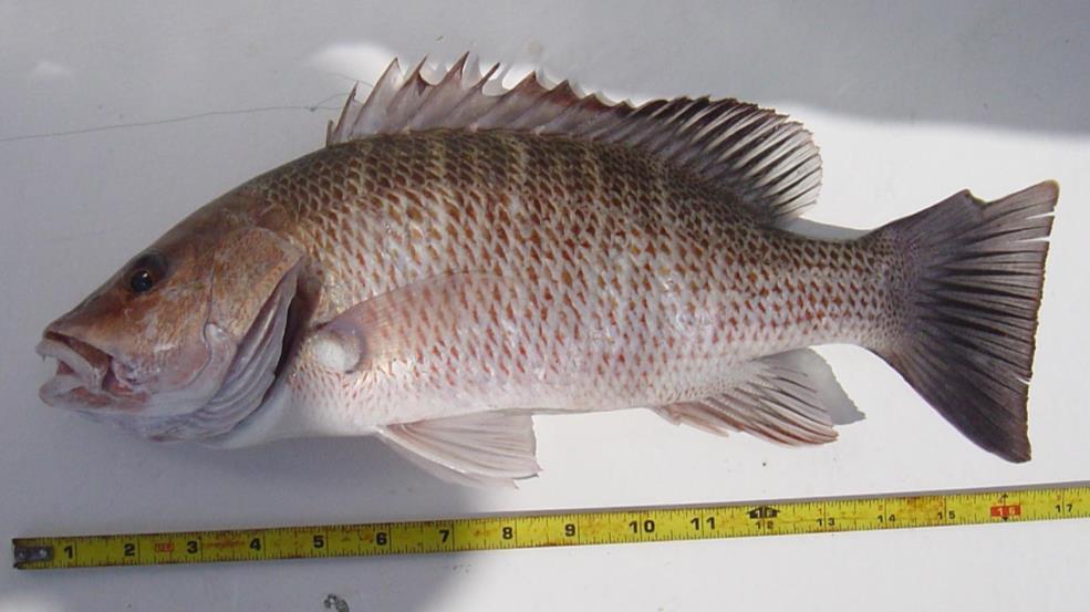 Snappers Mangrove (Gray) Snapper