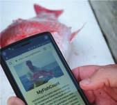 discards through com, a pilot electronic reporting platform developed by the Snook and Gamefish Foundation in partnership with the South Atlantic Fishery Management Council.
