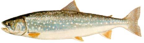 To explore the potential for commercial fisheries on Arctic Charr, Salvelinus alpinus, in the Northwest Territories (NT; now NT and Nunavut, NU) provisional quotas were test fished starting in 1973