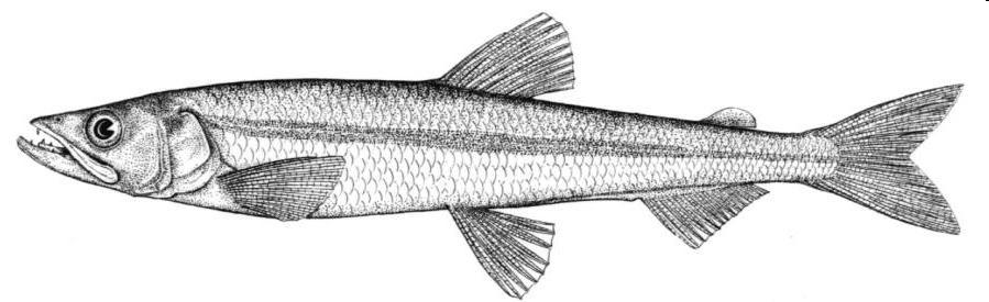 Anadromous Forage Fisheries in Blue Hill Bay: Rainbow Smelt (Recreational) Alewife and Blueback Herring