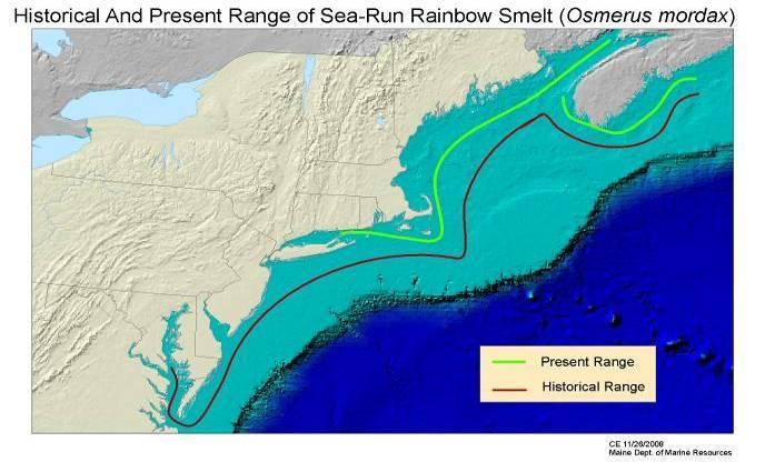 Rainbow Smelt: Species of Concern Threats to spawning: Obstructions ph (acid rain, land use) Habitat alteration Eutrophication