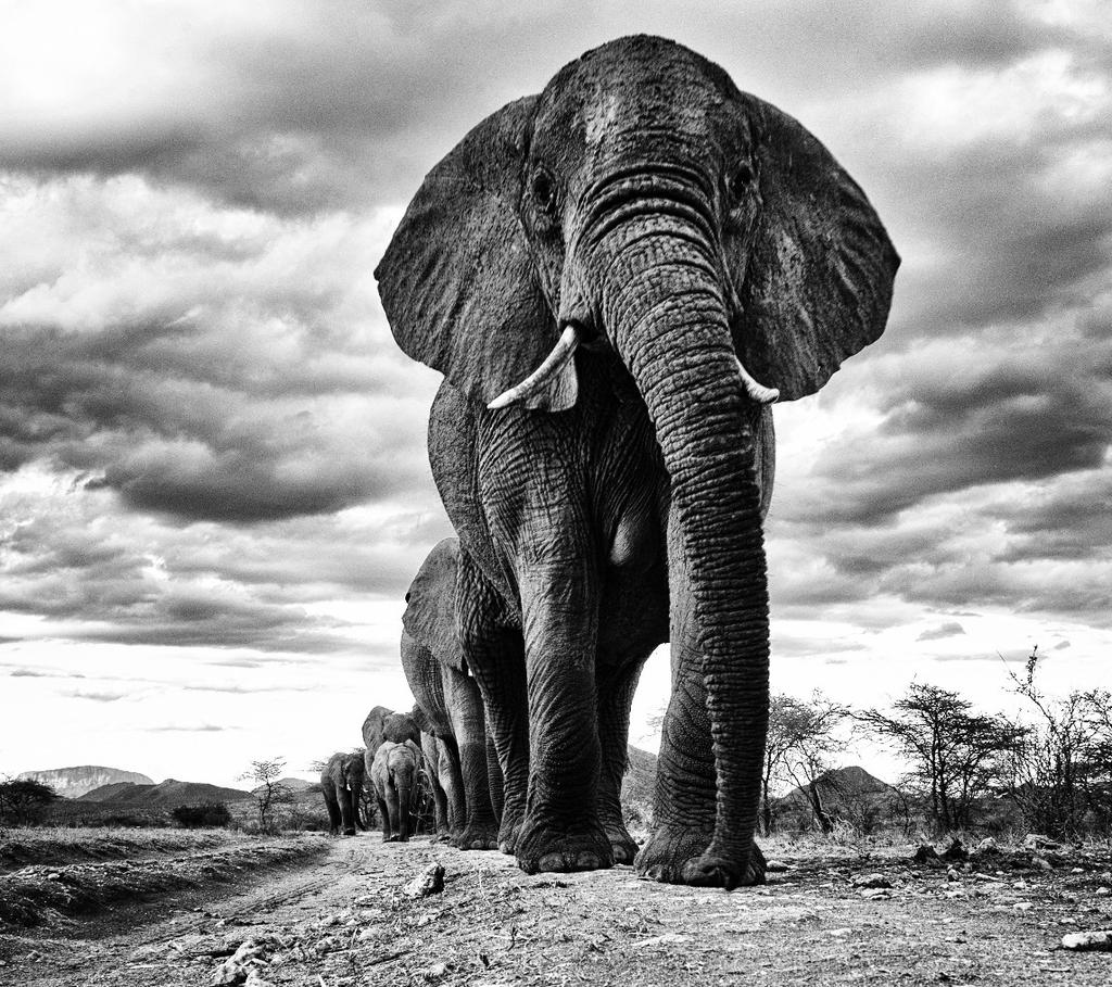 Elephant Crisis Fund Photo Credit: Daryl