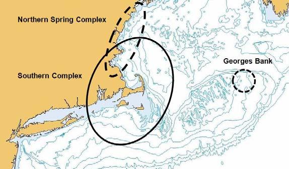 source of differentiation occurred between the spring spawning coastal aggregates of the inshore Gulf of Maine (Ipswich Bay, Massachusetts Bay and Bigelow Bight) and sites in the offshore Gulf of
