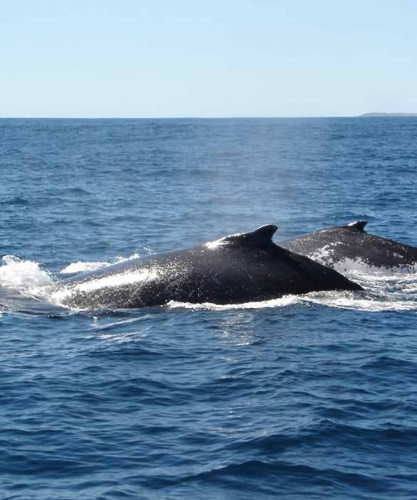 In-water humpback