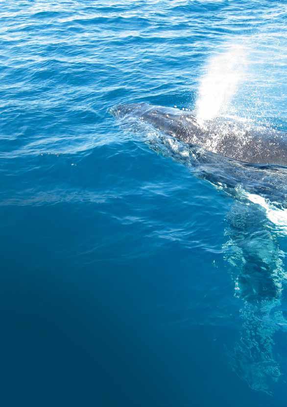 Swimming with humpback whales the trial Whale watching has become an increasingly popular pastime in recent years yet only a few locations around the world offer swimming with humpback whale