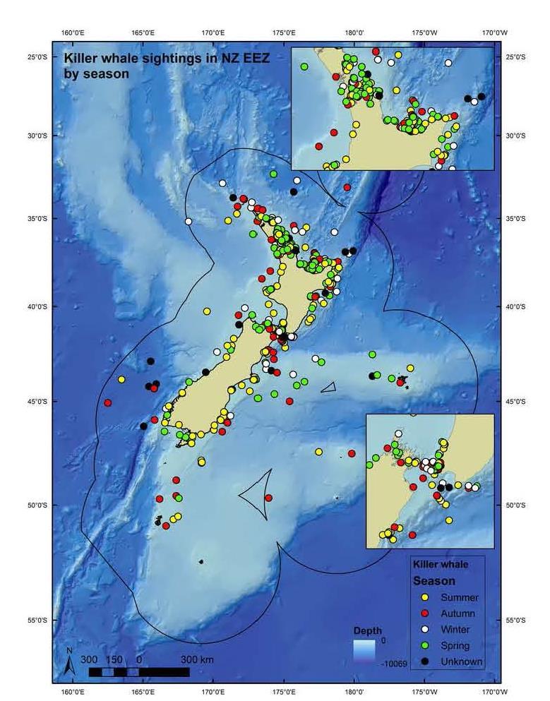 Killer Whales in NZ 2006 photo-id catalogue included 132 animals. Nationally Critical under the NZ TCS. Regularly sighted along NZ mainland, Chatham Islands, and in offshore and subantarctic waters.