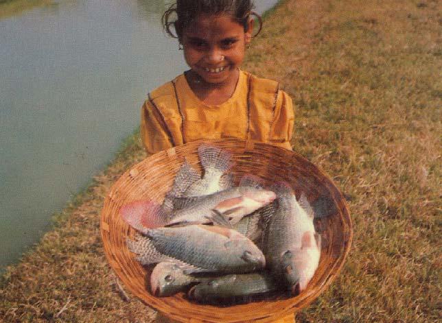 Tilapia Production in Bangladesh Gupta et al. 1992 http://www.worldfishcenter.org/libinfo/pdf/pub%20tr4%2035.