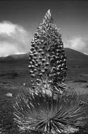 silversword Argyroxiphium sandwicense - Haleakala silversword Climate and Vegetation Plants and animals are