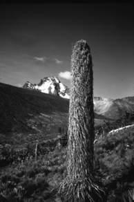 on its own history and tolerance to environmental factors The Haleakala silversword is restricted to one