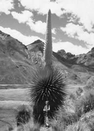 Kenya Puya Andes Climate and Vegetation Species with similar ecological tolerances develop into a plant formation