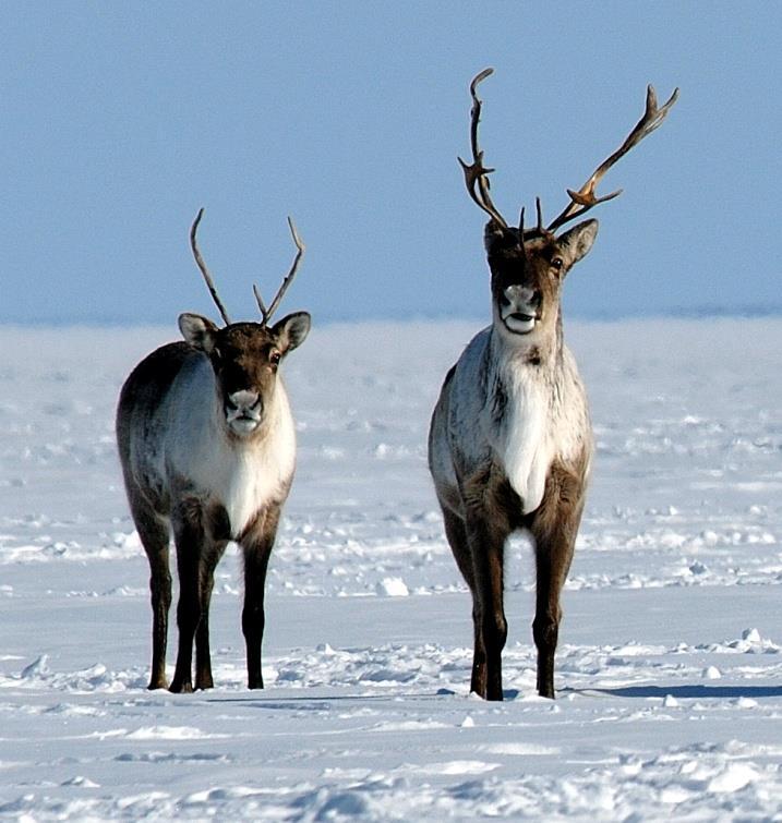 Status of Porcupine Caribou and Barren-ground Caribou in the NWT Scientific Figure 4. Barren-ground caribou females in winter (left) and male caribou in velvet in late summer (photo credits: GNWT/J.