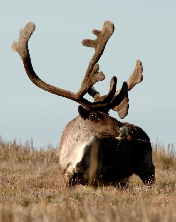 Mature female caribou are about 10-15 % smaller and weigh 10-50% less than adult males and both sexes vary seasonally in body weight; for example, females can weigh 90-135 kilograms (kg) in the fall