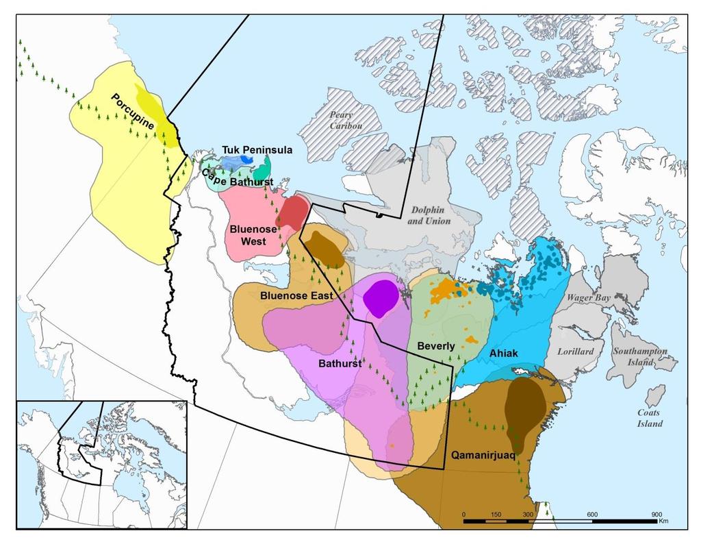 Status of Porcupine Caribou and Barren-ground Caribou in the NWT Scientific Figure 6.