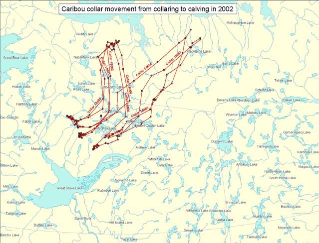Collaring locations and spring migration routes for females fitted with satellite collars March - 1 June 2001 and 2002, NWT and NU (reproduced from Gunn and D'Hont 2002).