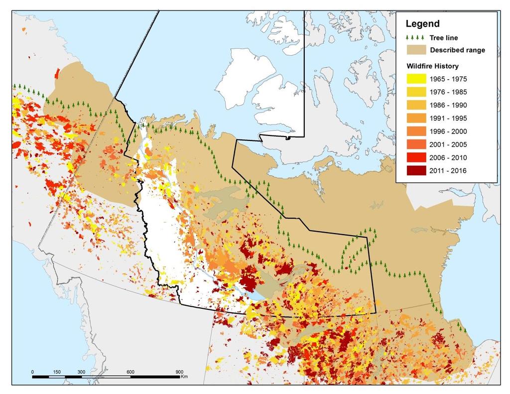Status of Porcupine Caribou and Barren-ground Caribou in the NWT Traditional and Community Figure 3. Fire history and barren-ground caribou (Thorpe et al. 2001; Parlee et al. 2005; ICC et al.