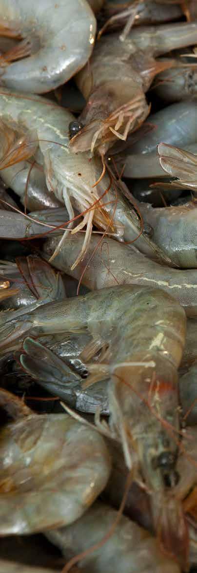 US imports of shrimp (by product) January-March 213 214 215 21 217 (1 tonnes) Shell-on frozen 4.7 47. 52.5 5.8 48. Peeled frozen 48.3 52.1 47.3 5.3 5.3 Breaded 8. 1.5 11.7 1. 1.4 Other products 14.