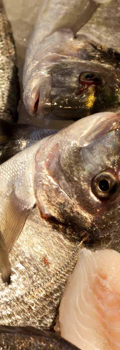 Turkey Exports Seabream Fresh Top three destinations Unit: 1 tonnes, January-March Italy Lebanon Total exports Netherlands 8 4 2 215 21 217 Source: State Institute of Statistics 12 9 3 Outlook After