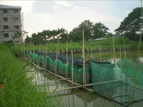available in Vietnam, such fish are not available in Cambodia and it will take some time before Cambodian hatcheries are fully functional and the snakehead have been domesticated there.